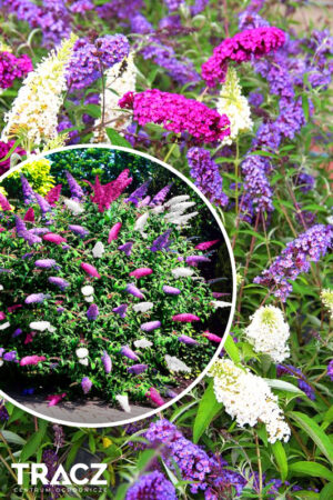 Buddleja tricolor budleja trzykolorowa Buddleja Dawida 'Tricolor' (łac. Buddleja davidii 'Tricolor') Budleja Trójkolorowa