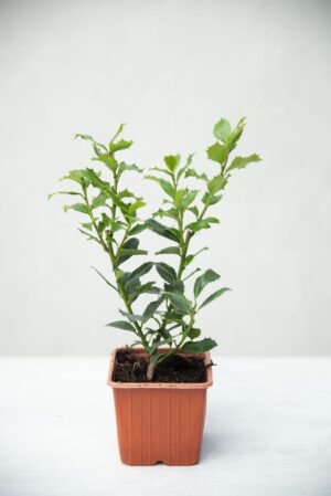 Ilex × meserveae 'Heckenpracht' (łac. ostrokrzew Meservy 'Heckenpracht')