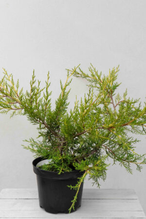 Jałowiec chiński 'Kuriwao Gold' (łac. Juniperus chinensis 'Kuriwao Gold')