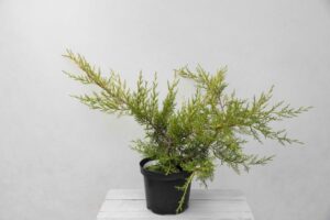 Jałowiec chiński 'Kuriwao Gold' (łac. Juniperus chinensis 'Kuriwao Gold')