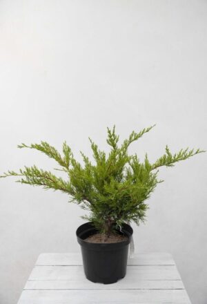 Jałowiec Pfitzera 'Mint Julep' (łac. Juniperus × pfitzeriana 'Mint Julep')