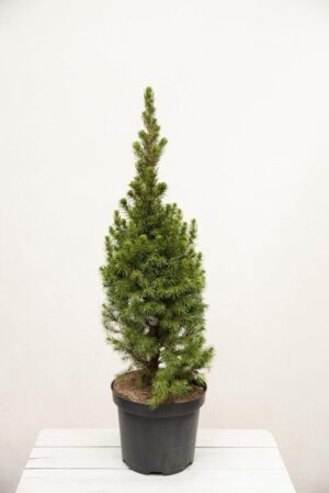 Świerk biały 'Conica' (łac. Picea glauca 'Conica')