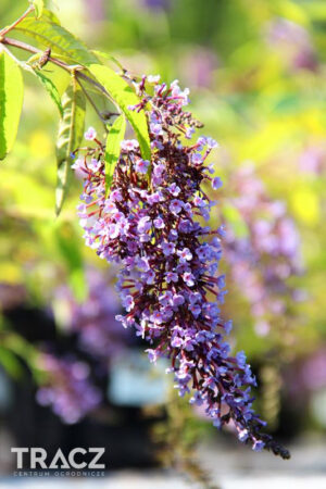 Buddleja davidii'Wisteria Lane