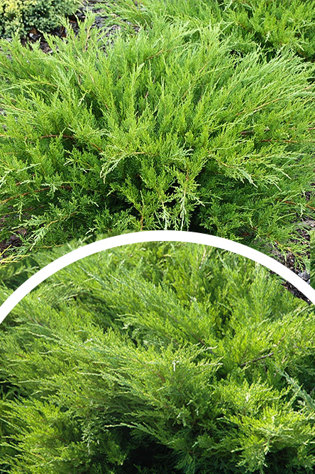 Jałowiec Pfitzera 'Mint Julep' (łac. Juniperus × pfitzeriana 'Mint Julep') - TRACZ Centrum Ogrodnicze