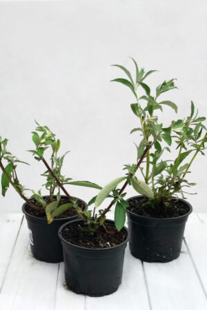 Buddleja Dawida 'Tricolor' - Buddleja davidii