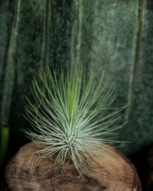 040-04680 Oplątwa (łac. Tillandsia andreana)