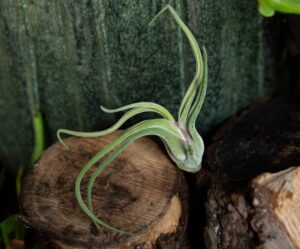 040-04864 Oplątwa (łac. Tillandsia caput medusa)