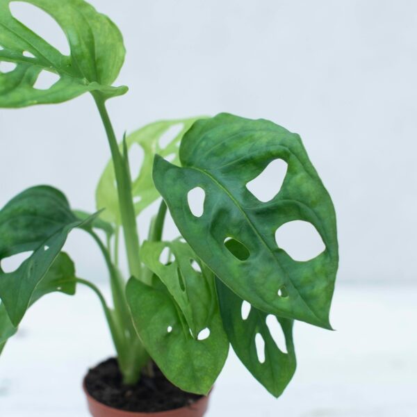 Monstera perforowana 'Monkey mask' (ac. Monstera obliqua 'Monkey mask') -  TRACZ Centrum Ogrodnicze