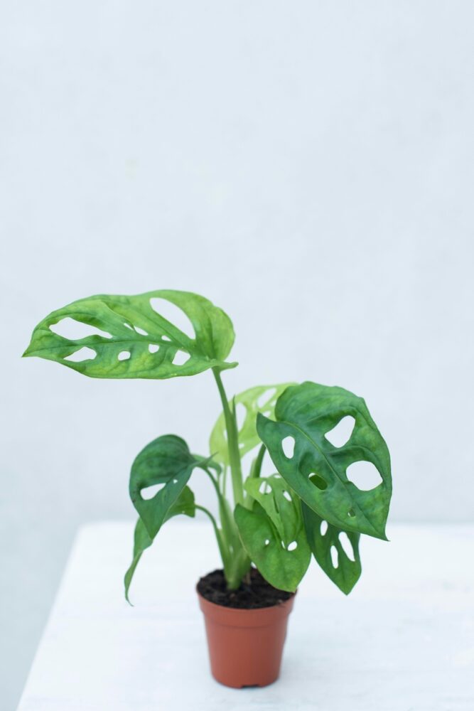 Monstera perforowana 'Monkey mask' (ac. Monstera obliqua 'Monkey mask')