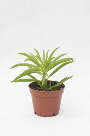 040-04932 PEPEROMIA FERREYRAE H13 P6