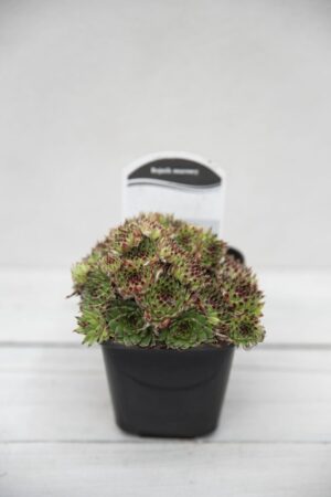 520-79989 SEMPERVIVUM TECTORUM