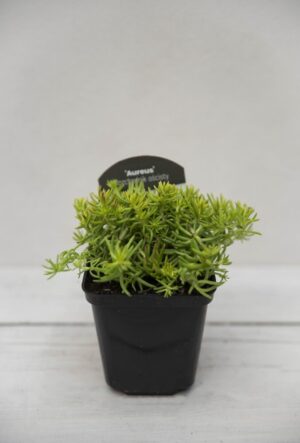 520-79991 SEDUM REFLEXUM 'AUREUS' P9
