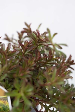 520-79992-SEDUM-MIDDENDORFFIANUM