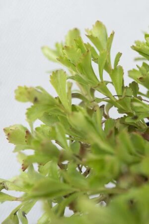 520-79994-SEDUM-ELLACOMBIANUM