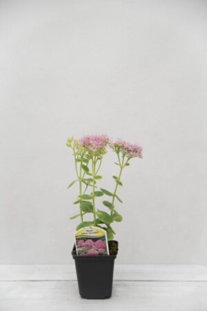 520-79999 SEDUM SPECTABILE 'ROSEA' P9