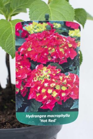 710-04506 Hydrangea macrophylla Hortensja ogrodowa 'Hot Red' (2)