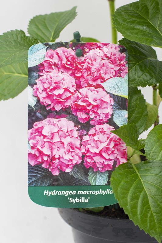 710-04508 Hydrangea macrophylla Hortensja ogrodowa 'Sybilla' (2)