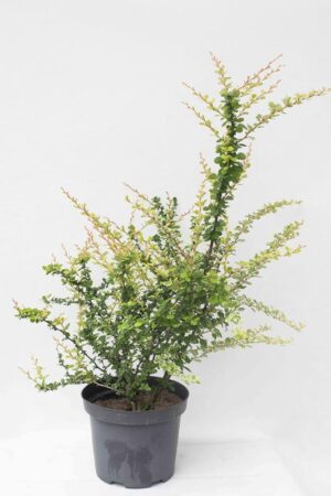 905-00059 Berberis thunbergii'Kórnik' (1)