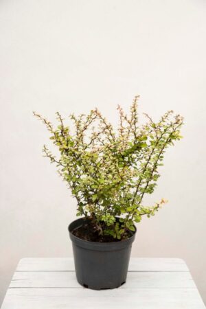 905-00059 Berberys thunberga 'Kórnik' (łac. Berberis thunbergii 'Kórnik')