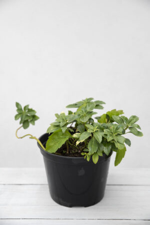 905-00133 Pachysandra terminalis