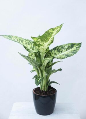 Difenbachia 'Mars' (łac. Dieffenbachia 'Mars') 040-00948