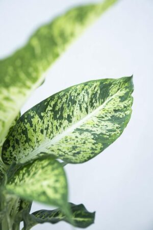 040-00948 DIEFFENBACHIA MARS H60 P17