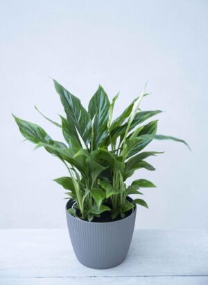 Skrzydłokwiat 'Bellini' (łac. Spathiphyllum 'Bellini') (1)