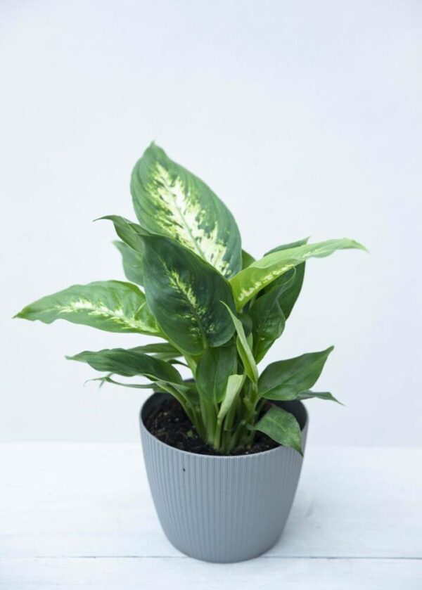 Dieffenbachia Compacta In Vaso 17cm – Pianta Da Interno Purificante, Altezza 55cm