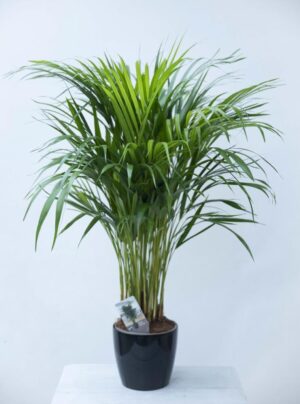 040-04615 DYPSIS LUTESCEN 'ARECA' H95 P17 (1) Palma Areka