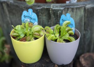 Muchołówka (łac. Dionaea muscipula) + DONICZKA GRATIS (1)