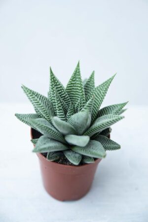 040-04886 HAWORTHIA SPIDER WHITE H15 P508