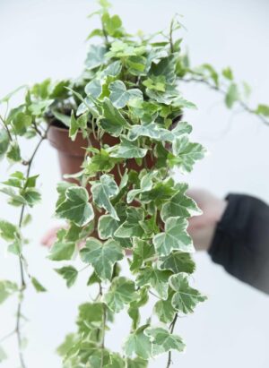 040-04887 HEDERA GOLDCHILD P9 (2)