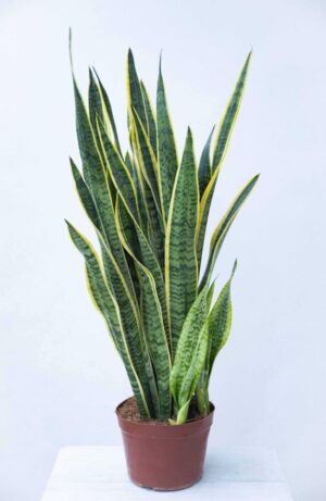 Sansewieria gwinejska 'Laurentii' (łac. Sansevieria trifasciata 'Laurentii') (2)