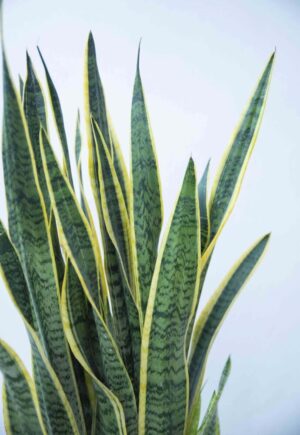 Sansewieria gwinejska 'Laurentii' (łac. Sansevieria trifasciata 'Laurentii') (1)