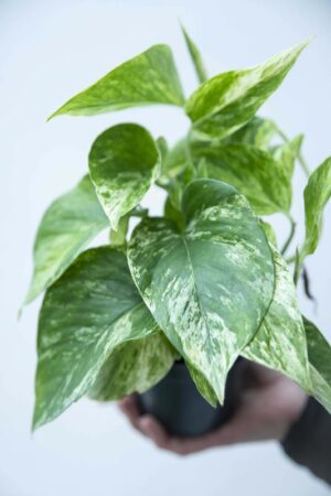 040-04896 SCINDAPSUS MARBLE QUEEN H15 P12 (1)