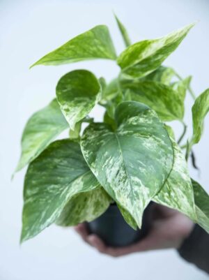 Epipremnum złociste 'Marble Queen' (łac. Scindapsus 'Marble Queen') (1)