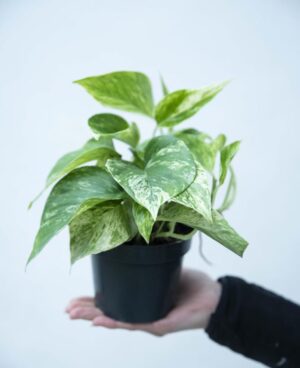 Epipremnum złociste 'Marble Queen' (łac. Scindapsus 'Marble Queen') (2)