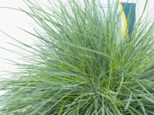520-00014 Festuca gl. 'Intense Blue' Kostrzewa popielata 'Intense Blue' (2)