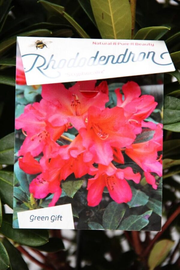 710-00854 Rhododendron 'Scyphocalix' Różaneczni…'Scyphocalix'2