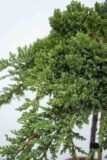 710-00891 Juniperus proc. 'Nana' Jałowiec rozesłany 'Nana' (2)