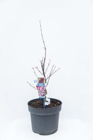 710-00916 Acer pal. 'Bloodgood' Klon palmowy 'Bloodgood' (1) (Copy)