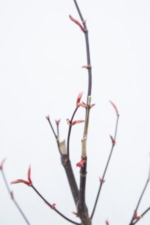 710-00916 Acer pal. 'Bloodgood' Klon palmowy 'Bloodgood' (2) (Copy)