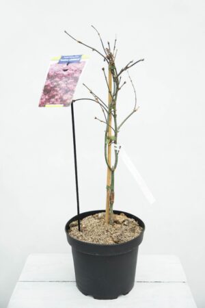 710-00921 Acer pal. 'Inaba-shidare' Klon Palmowy 'Inaba-Shidare'