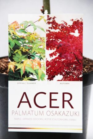 710-01006 Acer pal. 'Osakazuki' Klon palmowy 'Osakazuki' 2