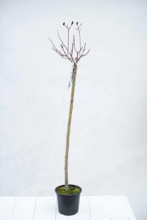 Wierzba smukloszyjkowa 'Kurome' (łac. Salix gracilistyla 'Kurome')