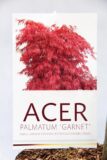 710-03957 Acer pal. 'Garnet' Klon palmowy 'Garnet' 2