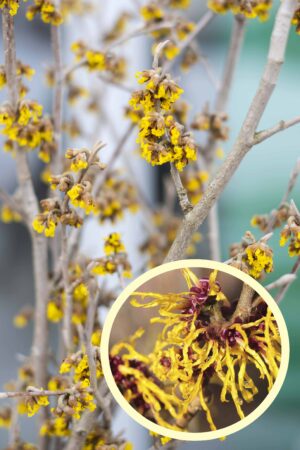 Oczar wirginijski Hamamelis int. 'Arnold Promise' 60-70 P23 (5)