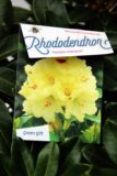 710-04012 Rhododendron 'Horizon Monarch' Różanecznik 'Horizon Monarch' 2