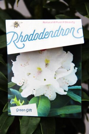 710-04013 Rhododendron 'Madame Masson' Różan…me Masson2