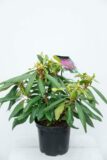 710-04015Rhododendron 'Marcel Menard' Różanec…l Menard' (1